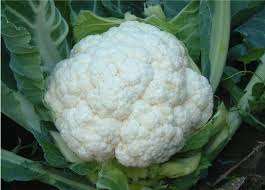 Replit profile picture for @Cauliflower