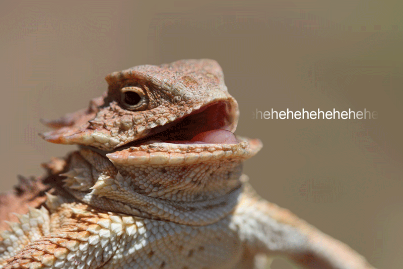 Replit profile picture for @LIZARD