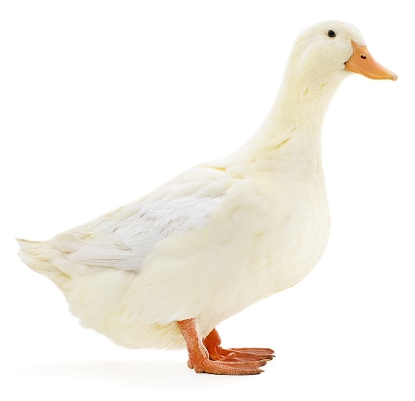 Replit profile picture for @quacks