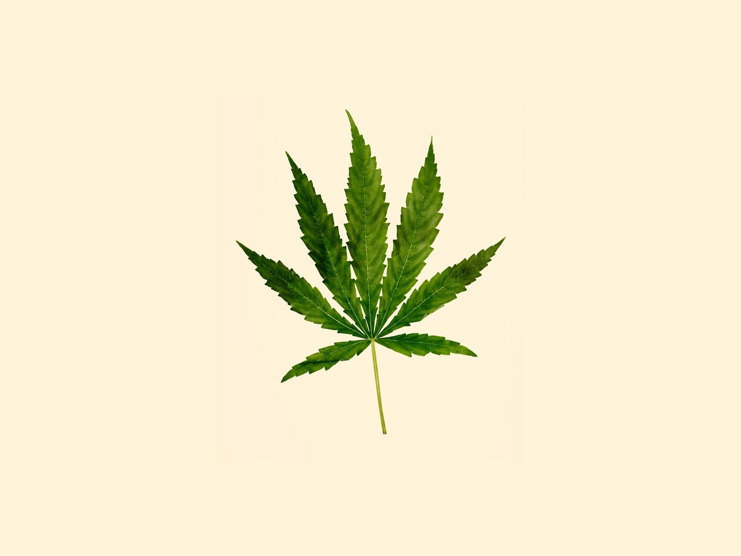Replit profile picture for @Thine