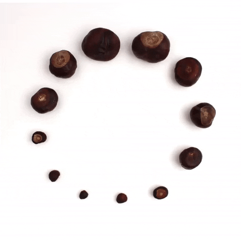 Replit profile picture for @CHESTNUTS