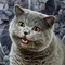 Replit profile picture for @facet