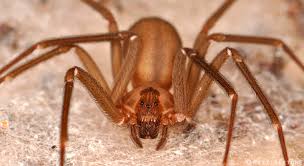 Replit profile picture for @SPIDERS