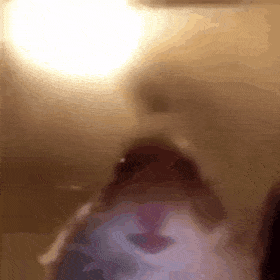 Replit profile picture for @Rips