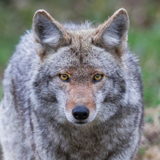 Replit profile picture for @COYOTES