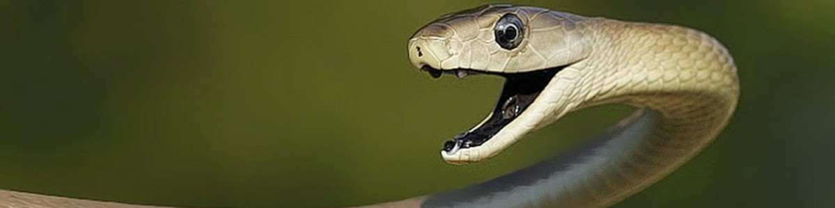 Replit banner for @Cobra