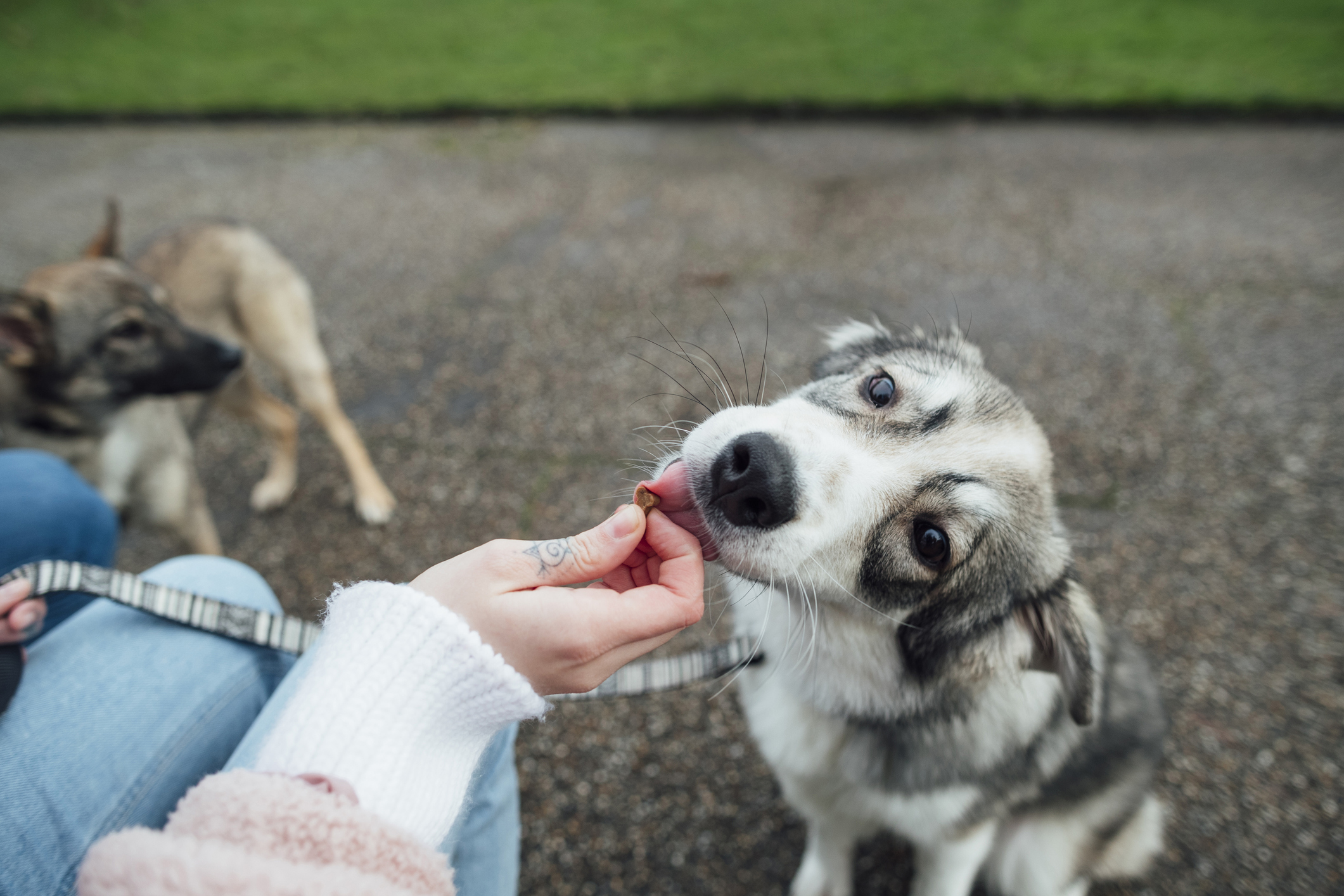 pet honesty allergy skin health