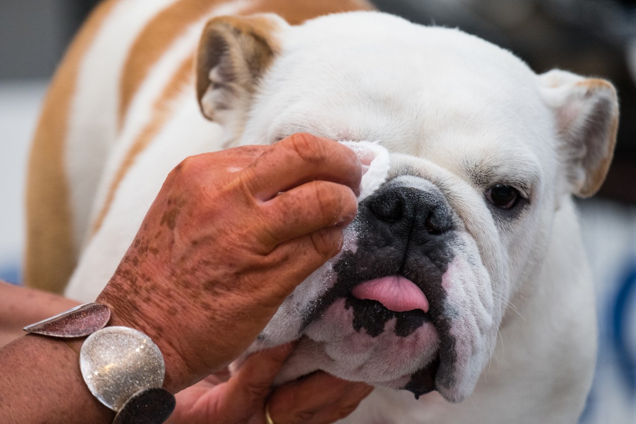 squishface flexible silicone dog wrinkle paste applicator