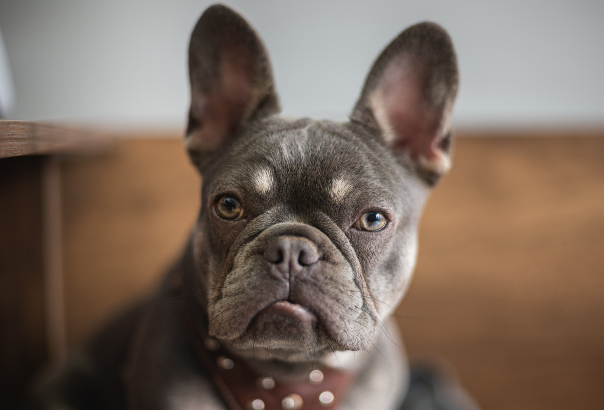 squishface flexible silicone dog wrinkle paste applicator