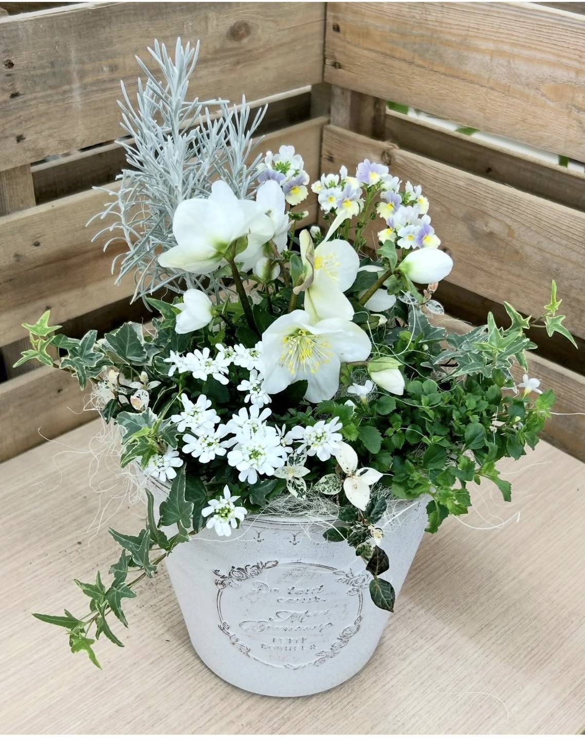 清楚なクリスマスローズのホワイトな寄植えの予約 | CAINZ Reserve