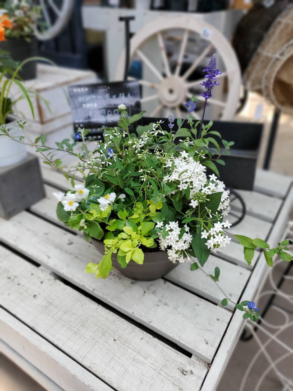 初めての寄せ植え Tr07の予約 Cainz Reserve カインズ予約総合サイト