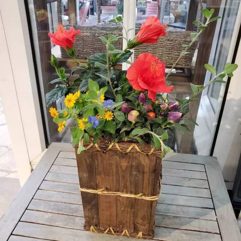 ハイビスカス寄せ植えの予約 Cainz Reserve カインズ予約総合サイト