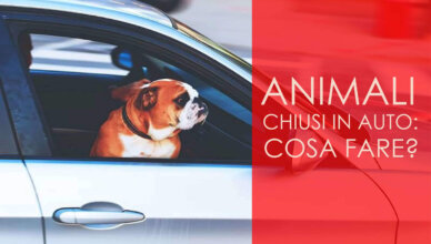 animali chiusi in auto