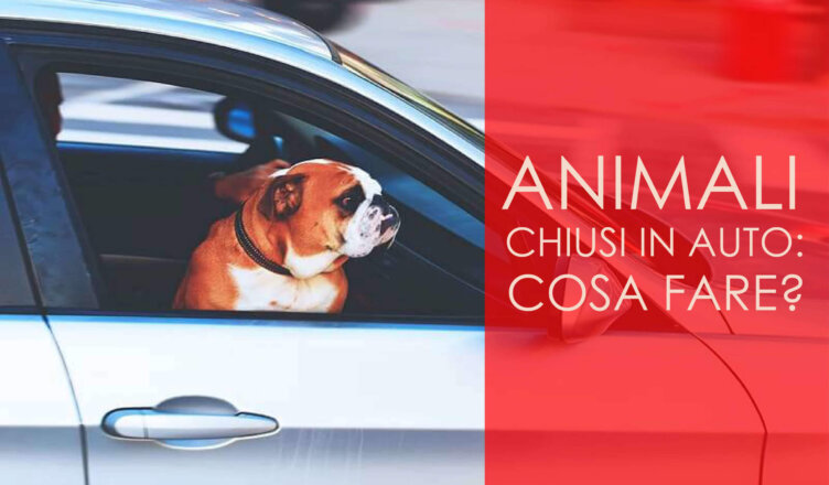 animali chiusi in auto