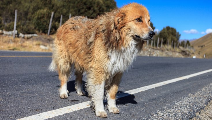 abbandono animali in strada