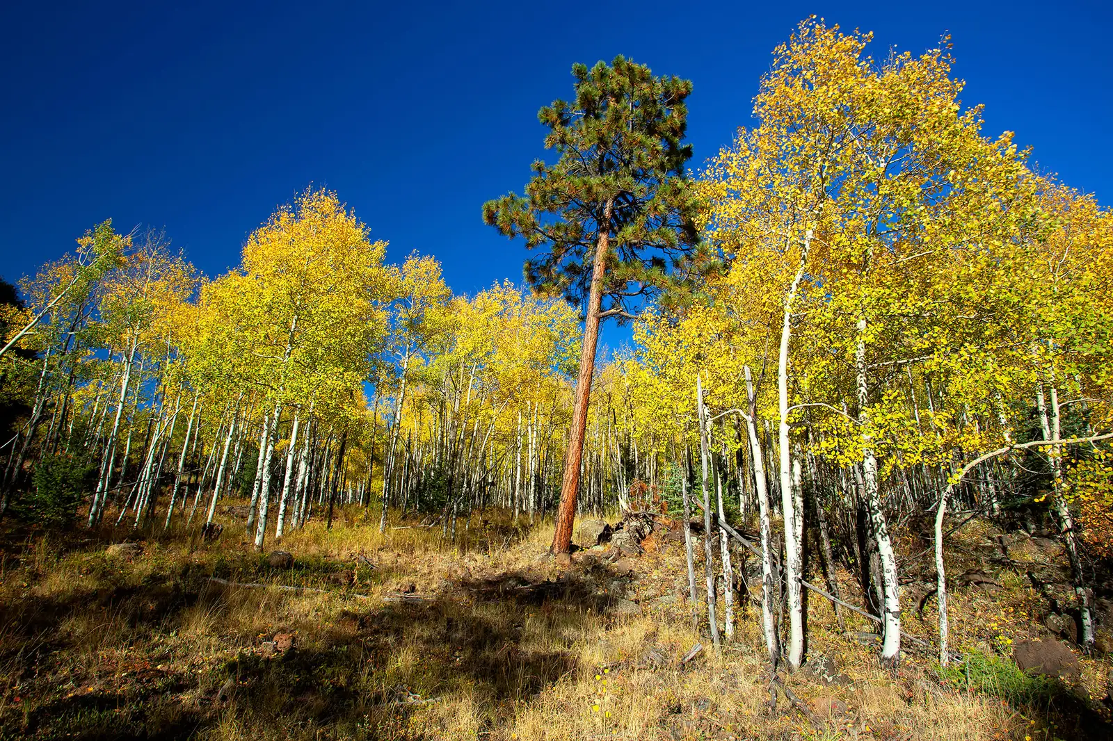 The Ranch at Angel Fire image 14