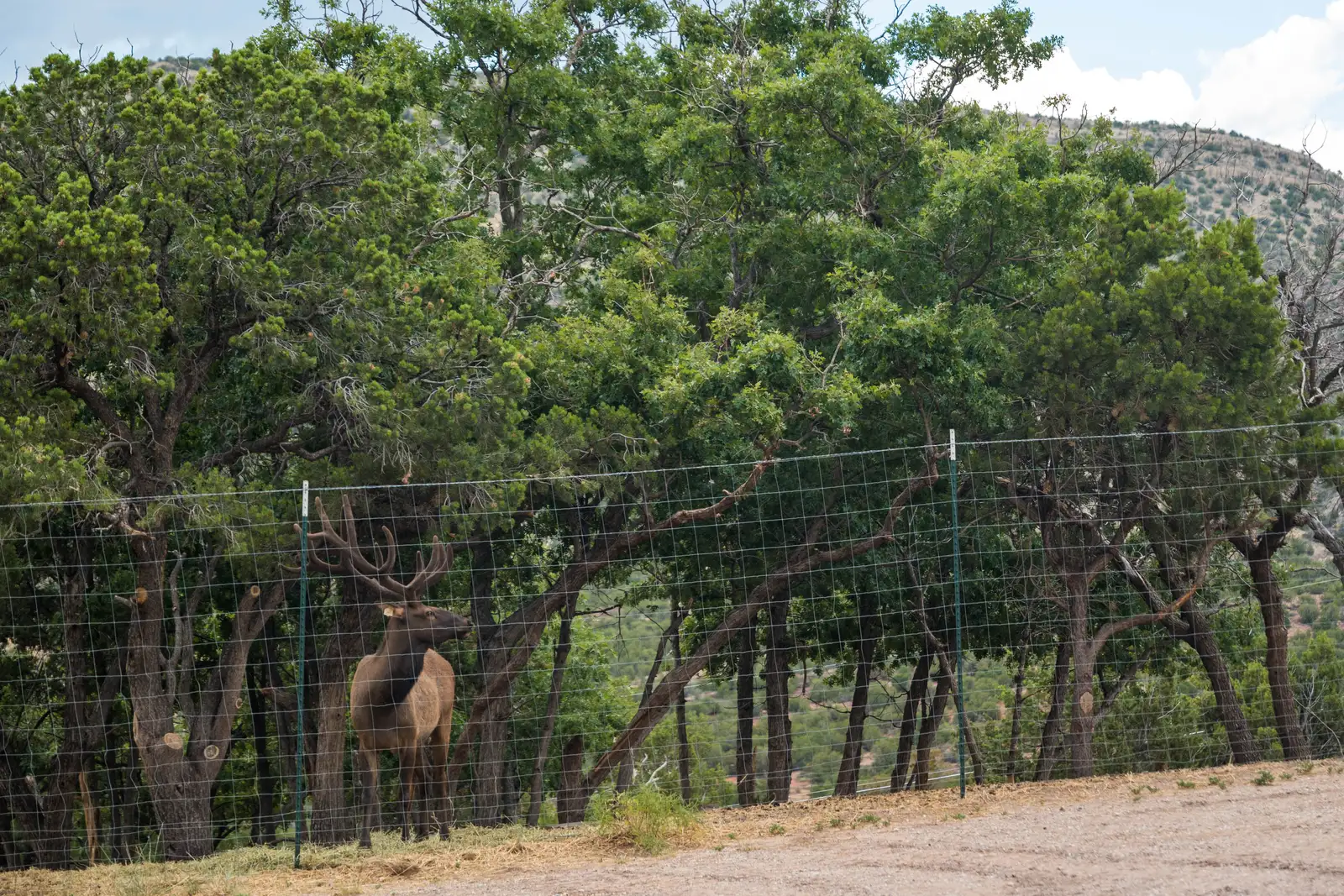 Elk Ridge Ranch image 88