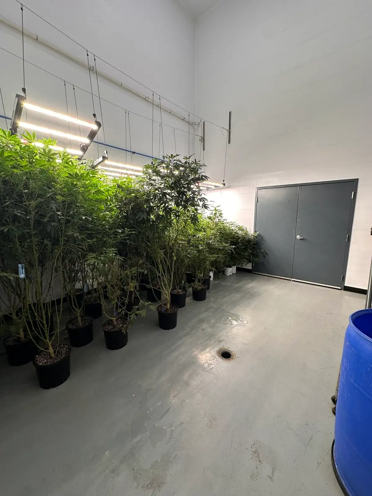Burton - Former Operating/Turnkey Cultivation and Processing Facility image 6