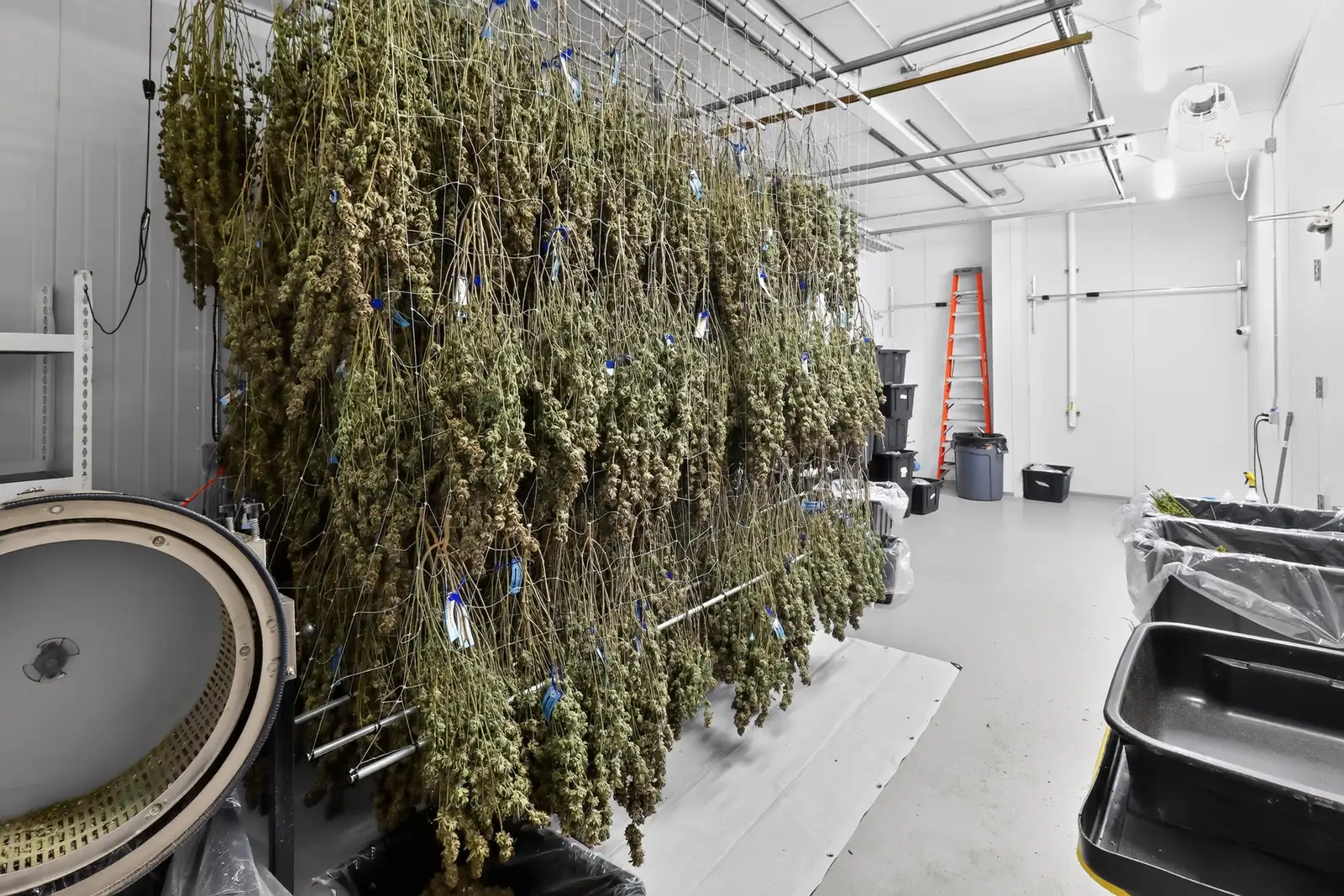 Jackson - Operating Indoor/Greenhouse Cultivation Facility image 20