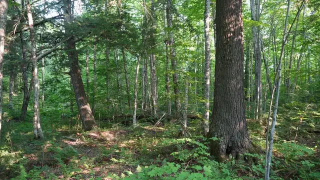 Premier Timber Production along Maple Creek thumbnail 5