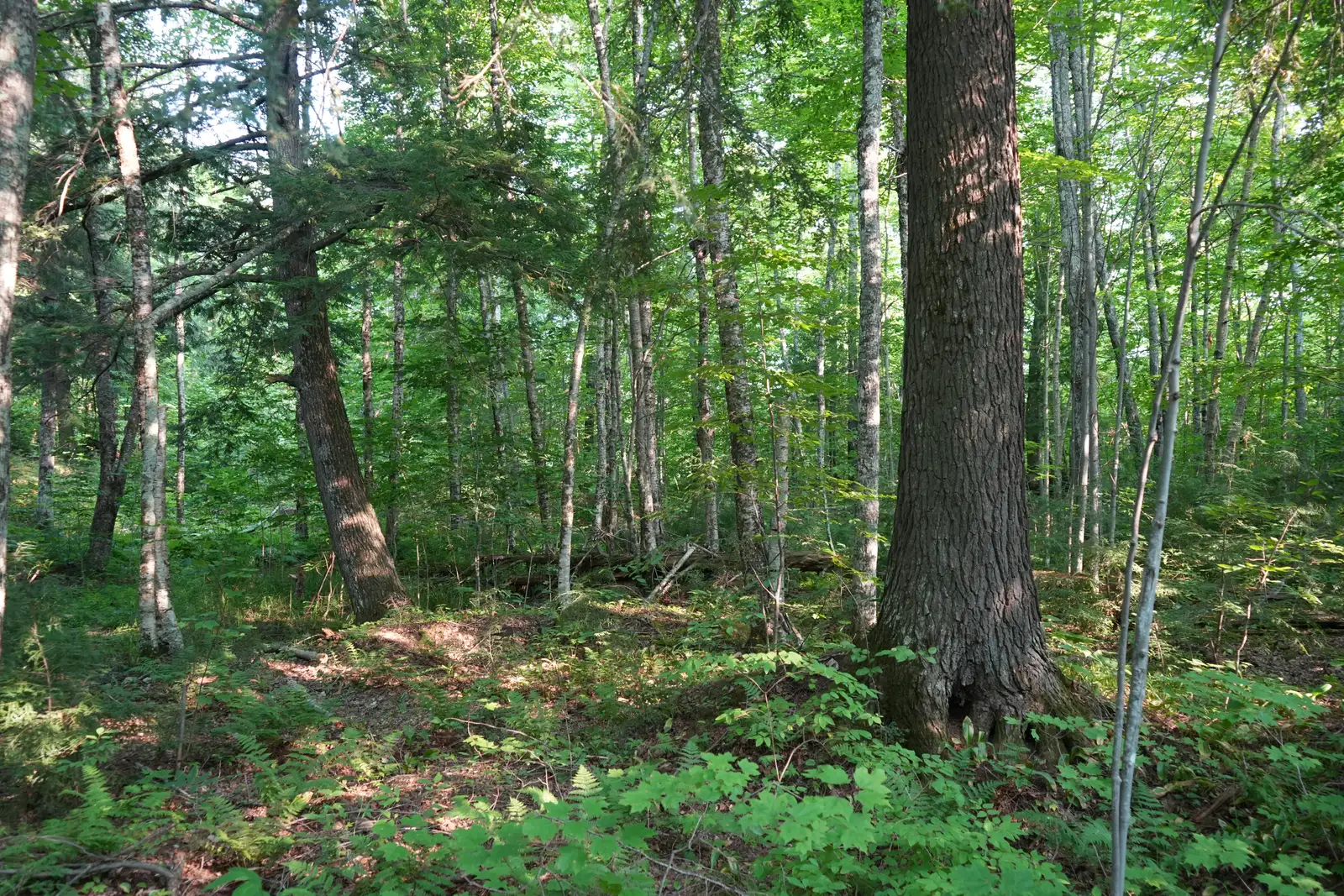 Premier Timber Production along Maple Creek image 5