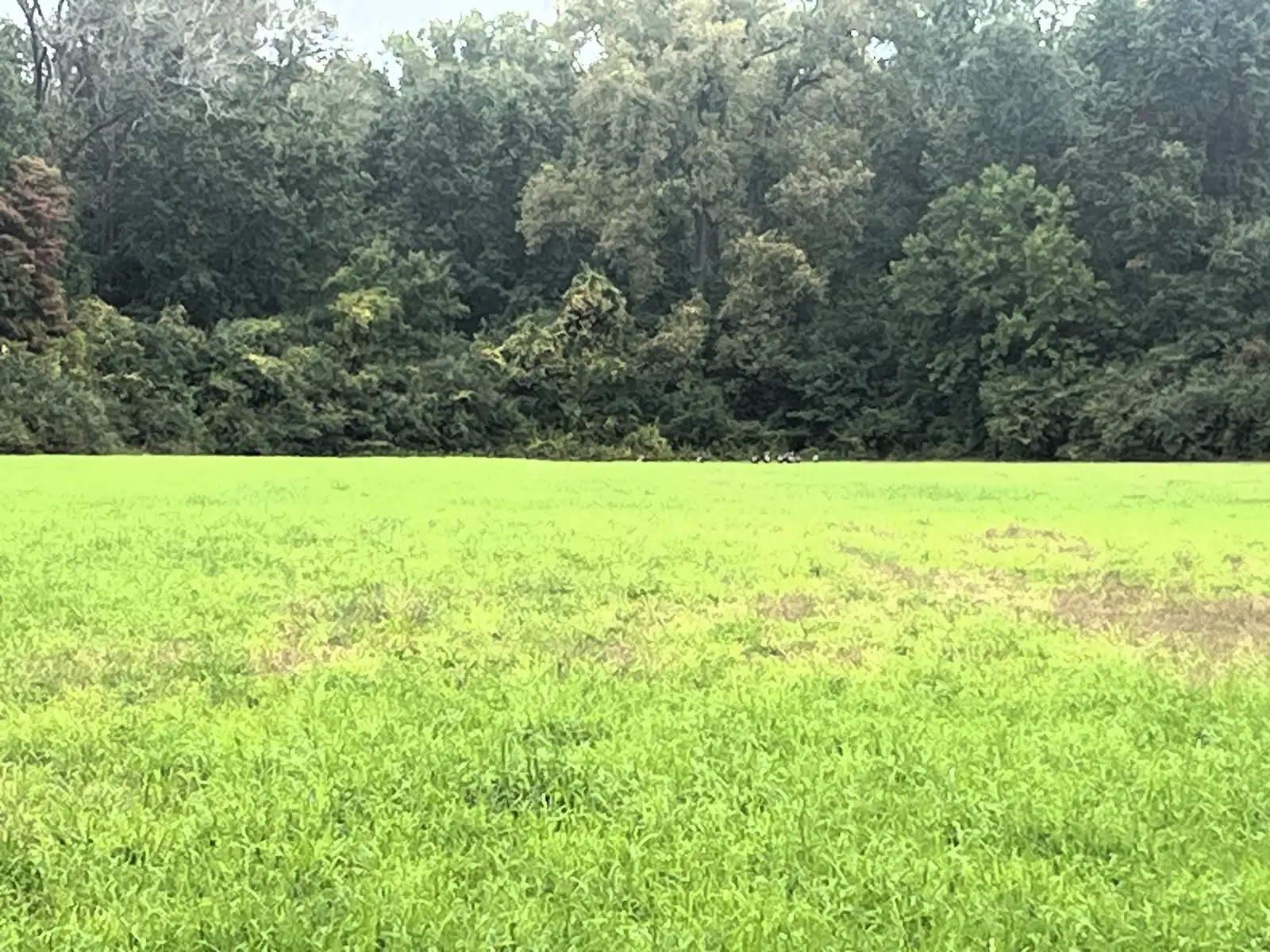 39 Acres Land for Sale - Belleville image 12