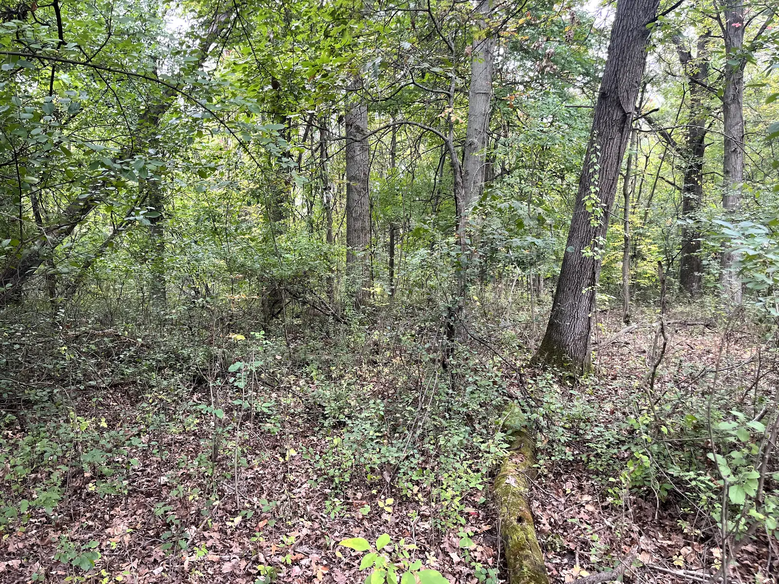 39 Acres Land for Sale - Belleville image 15