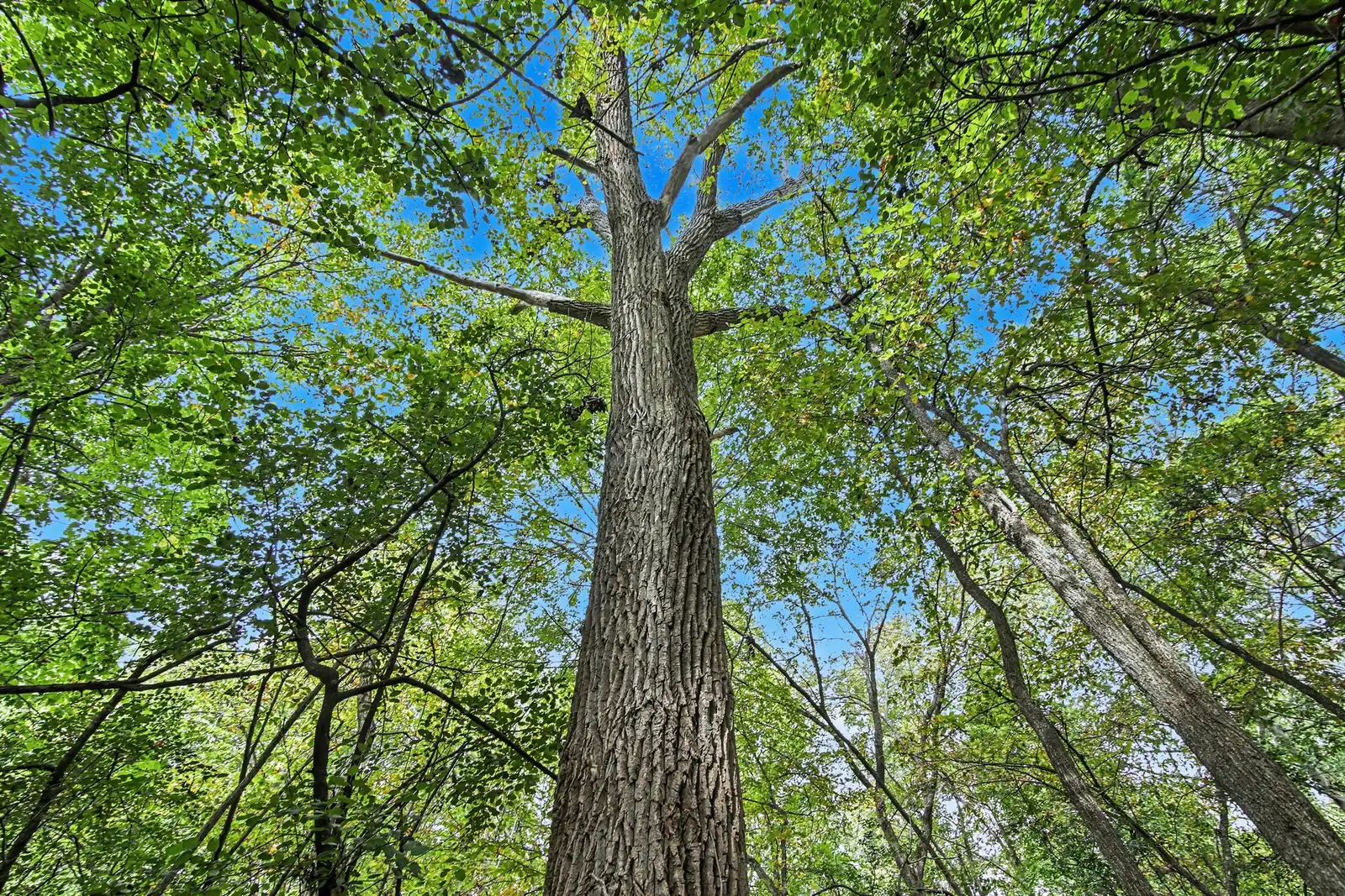 39 Acres Land for Sale - Belleville image 7