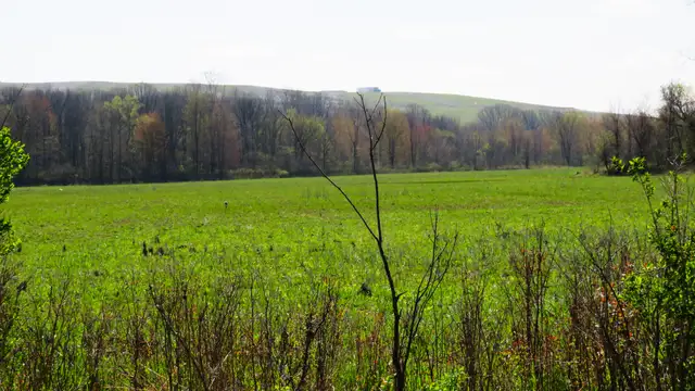 24.18 Acres Gratiot thumbnail 5