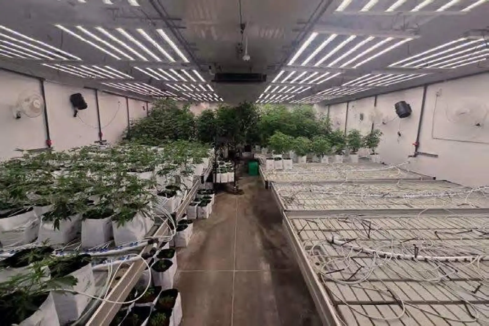Bangor - Operating Cultivation & Turnkey Processing Facility image 9