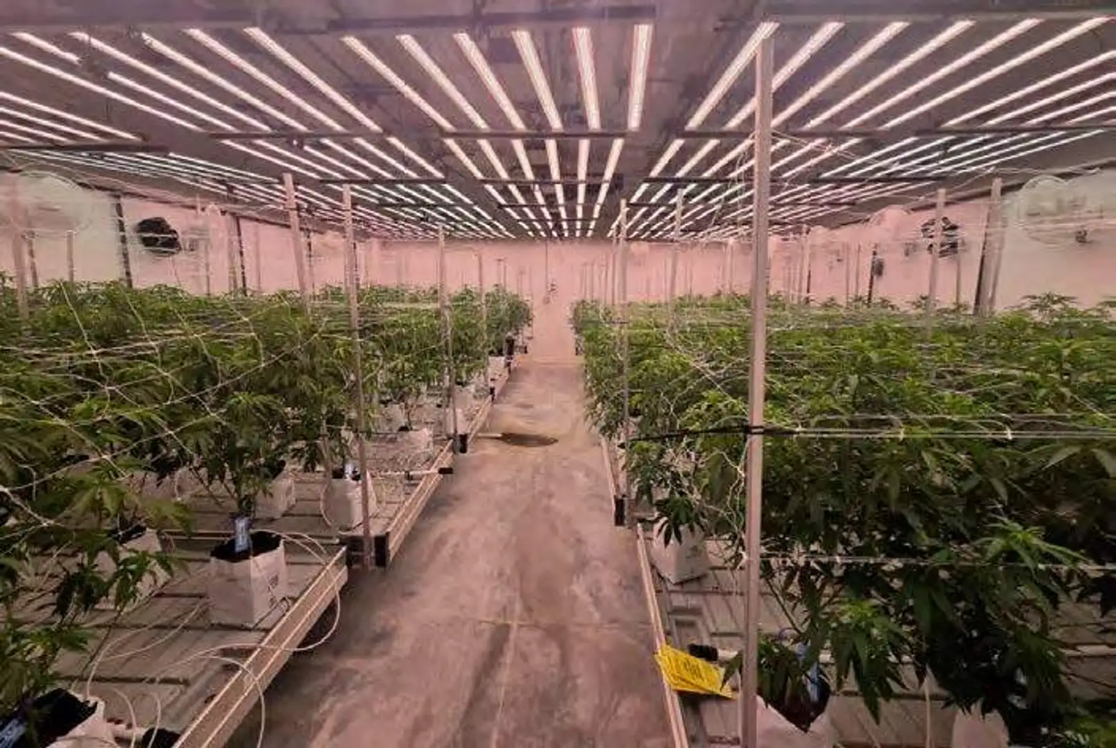 Bangor - Operating Cultivation & Turnkey Processing Facility image 8