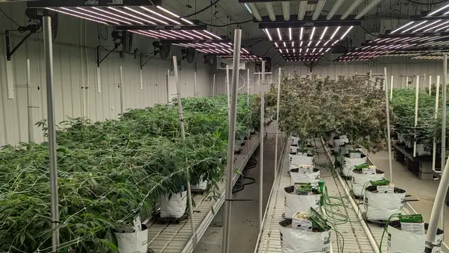 Edmore - Operating Cultivation Facility thumbnail 5