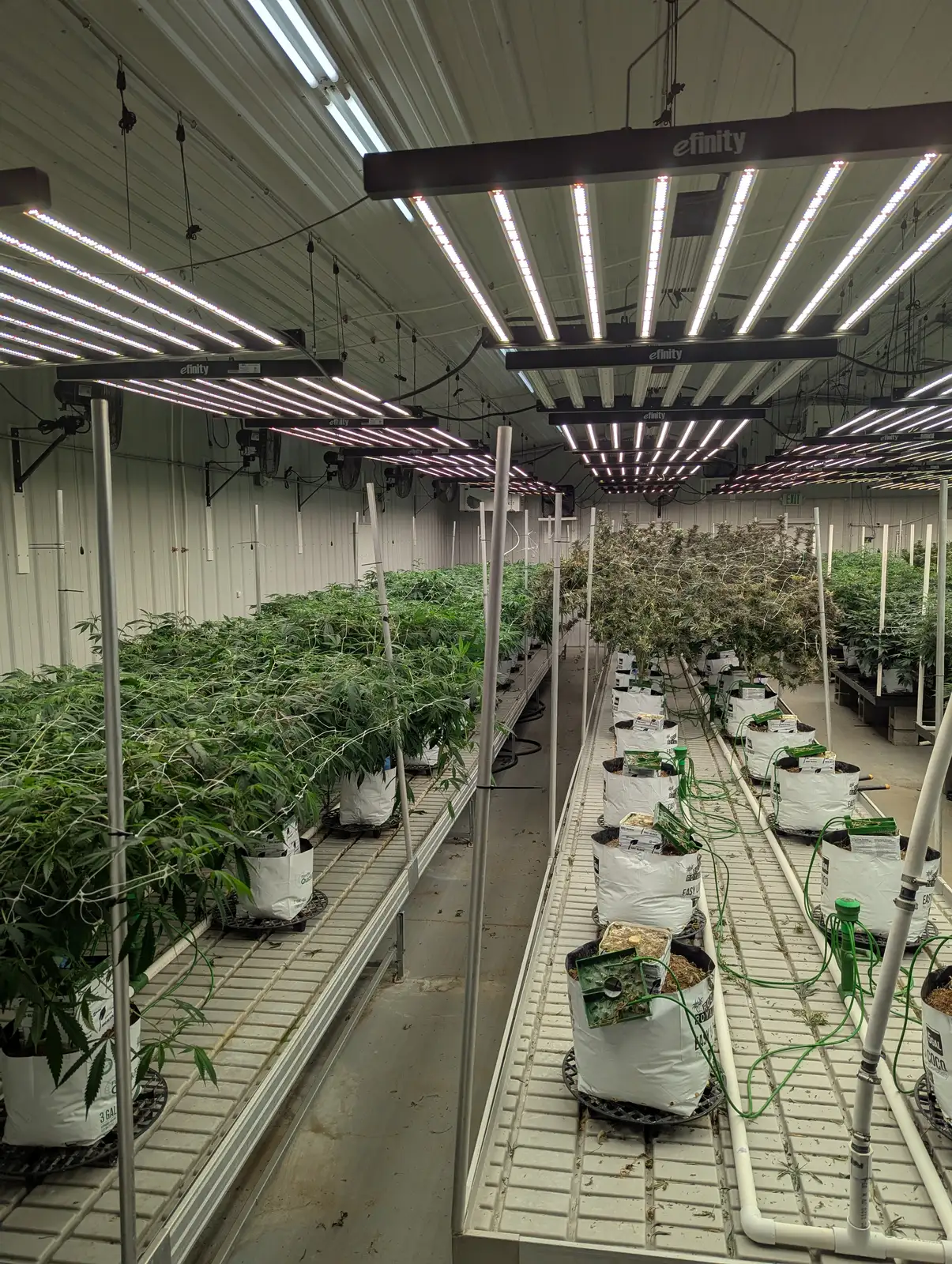 Edmore - Operating Cultivation Facility image 5