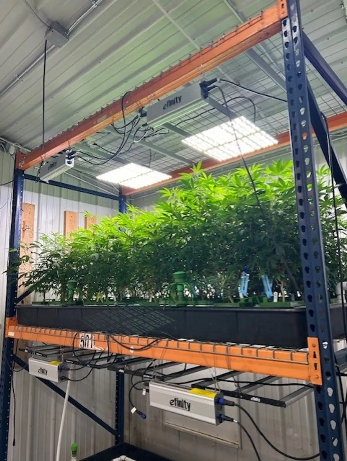 Edmore - Operating Cultivation Facility image 7