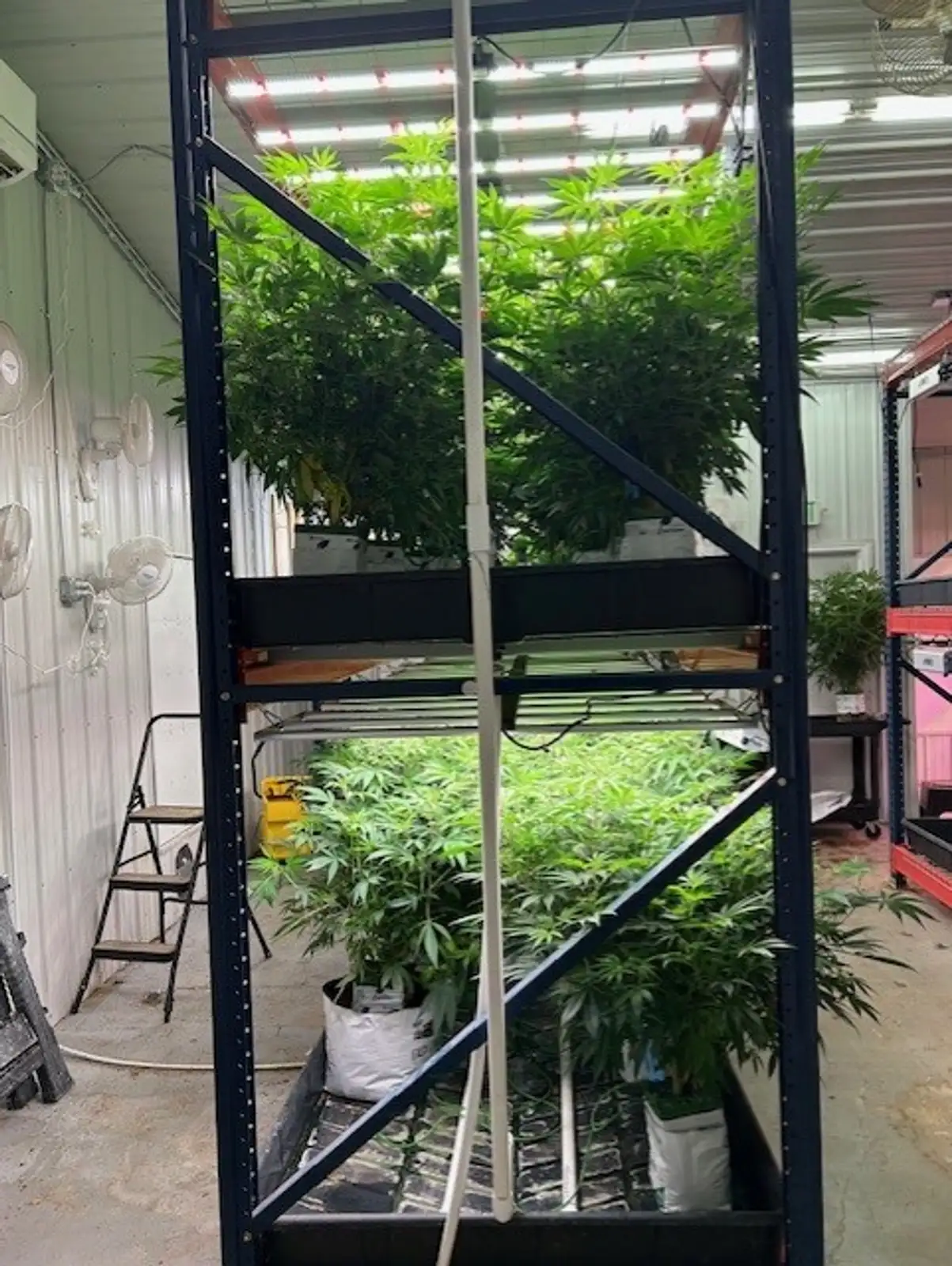Edmore - Operating Cultivation Facility image 6