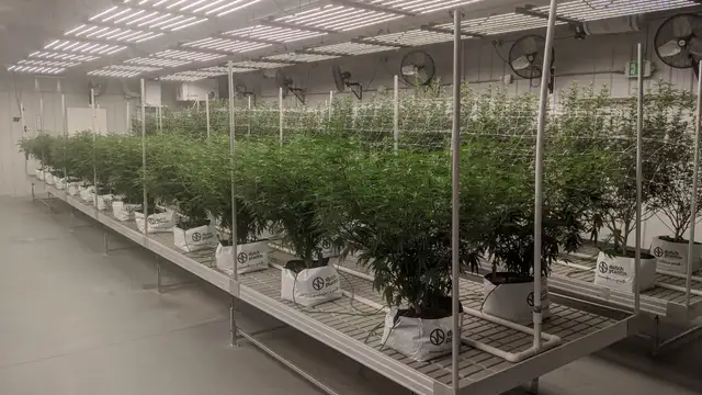 Edmore - Operating Cultivation Facility thumbnail 4