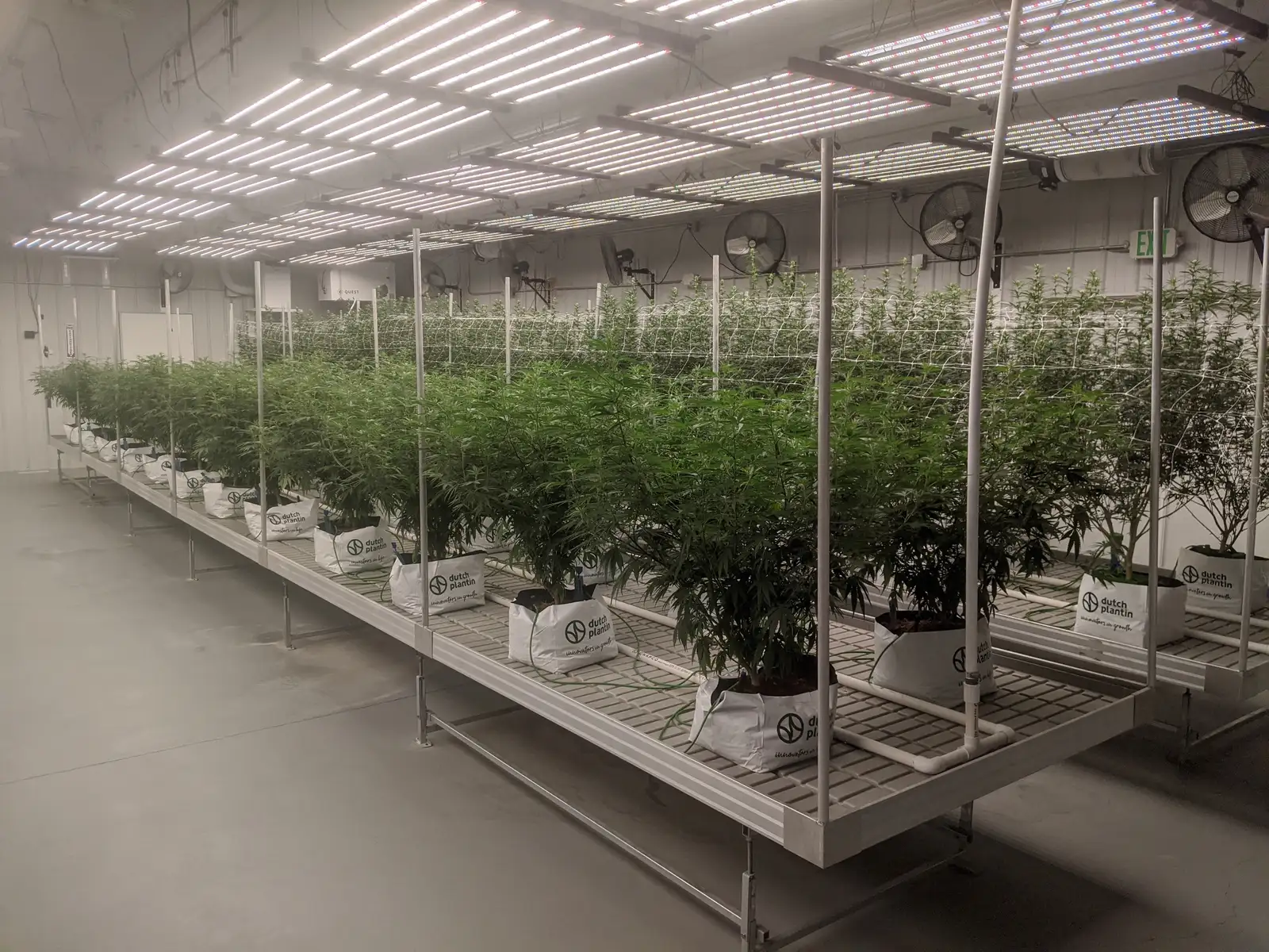 Edmore - Operating Cultivation Facility image 4