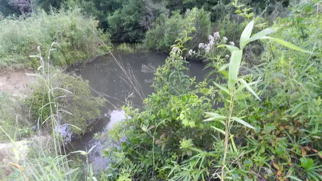 Bogue Chitto River Parcel thumbnail 2
