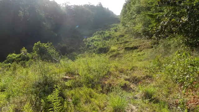 Bogue Chitto River Parcel thumbnail 5