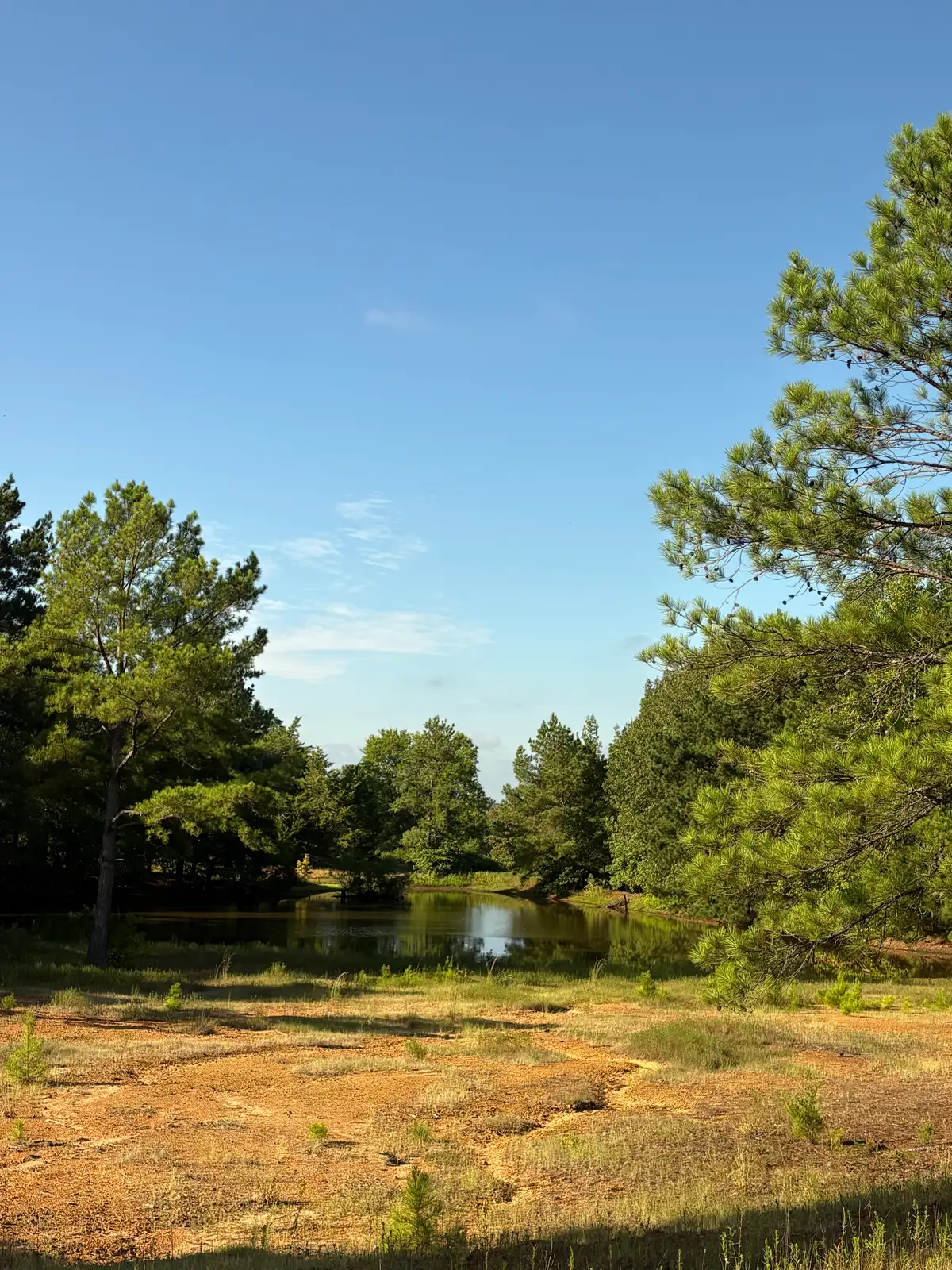 43 Commercial Acres in Woodlawn, TX