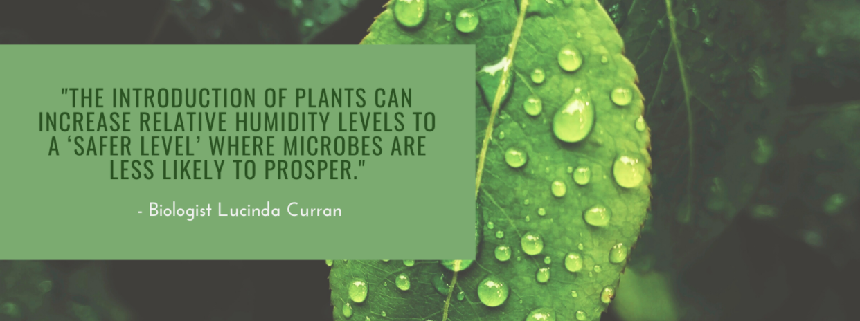 Lucinda Curran Quote: "The introduction of plants can increase relative humidity levels to a 'safer level' where microbes are less likely to prosper"