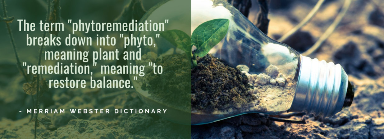 Lightbulb with seedling inside with quote overlay "The term "phytoremediation" breaks down into "phyto" meaning plant and "remediation" meaning to restore balance" (Merriam Webster Dictionary)