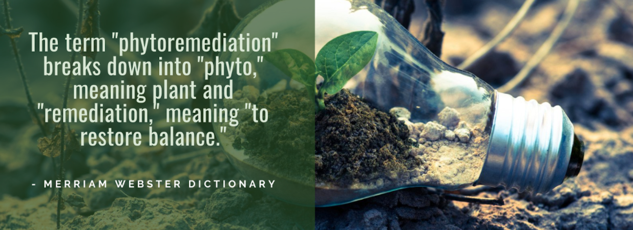 Lightbulb with seedling inside with quote overlay "The term "phytoremediation" breaks down into "phyto" meaning plant and "remediation" meaning to restore balance" (Merriam Webster Dictionary) 