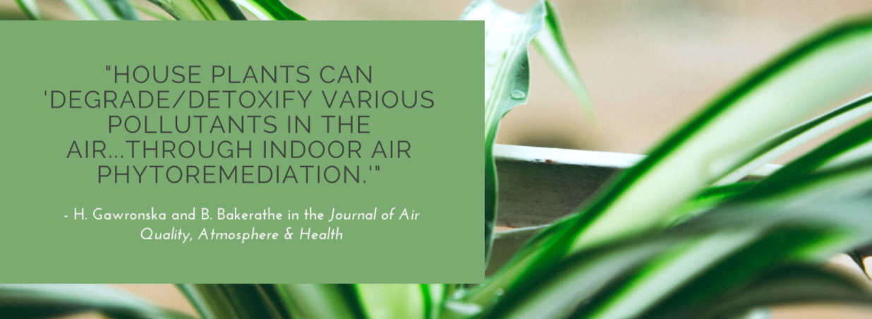 Quote from the Journal of Air Quality, Atmosphere & Health "House plants can degrade/detoxify various pollutants in the air...through indoor air phytoremediation"