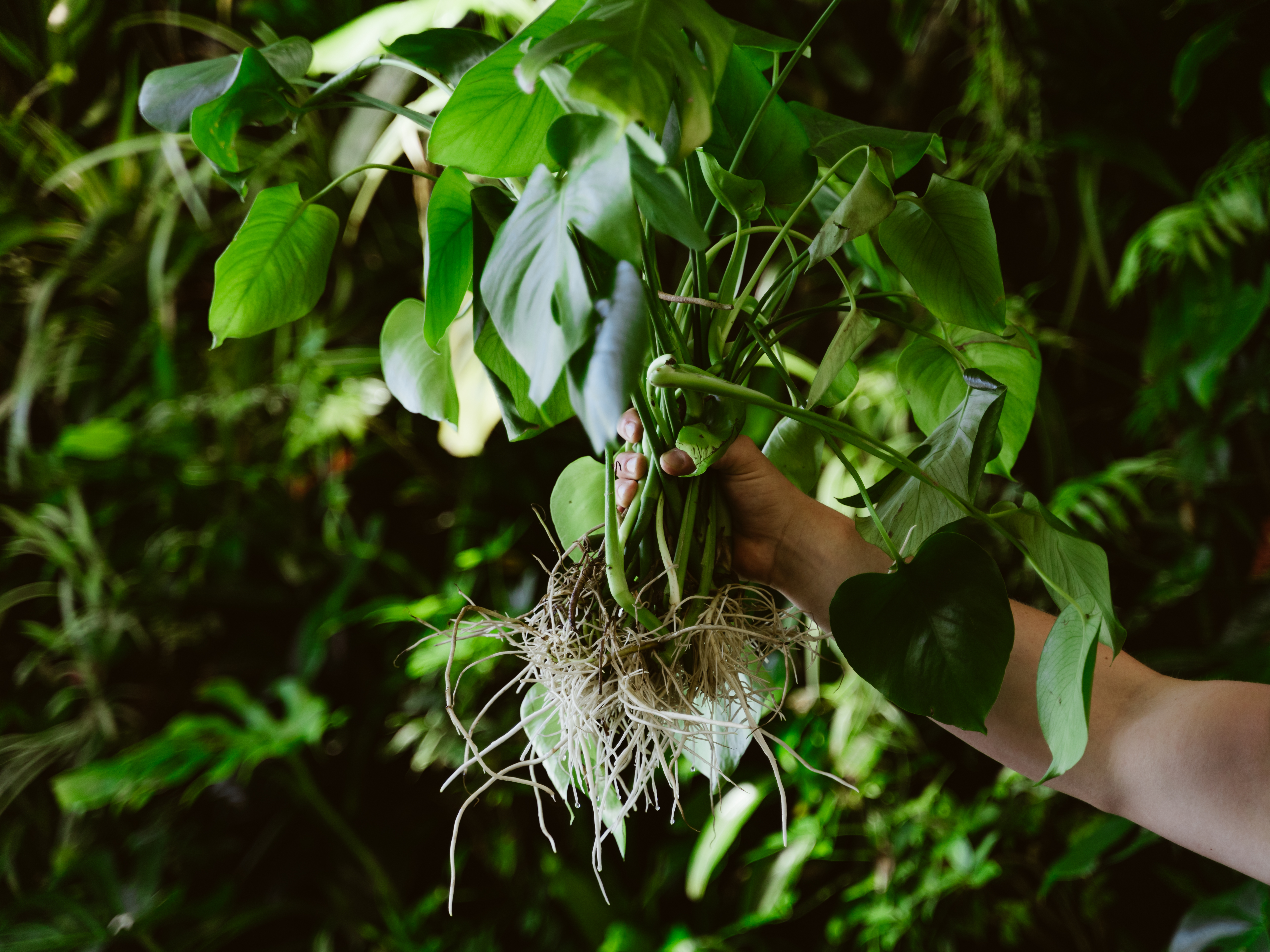 Plant with roots exposed to the air