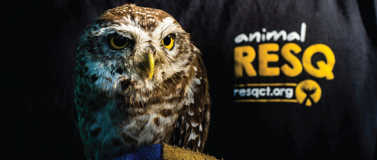 Spotted Owl under rehabilitation at RESQ