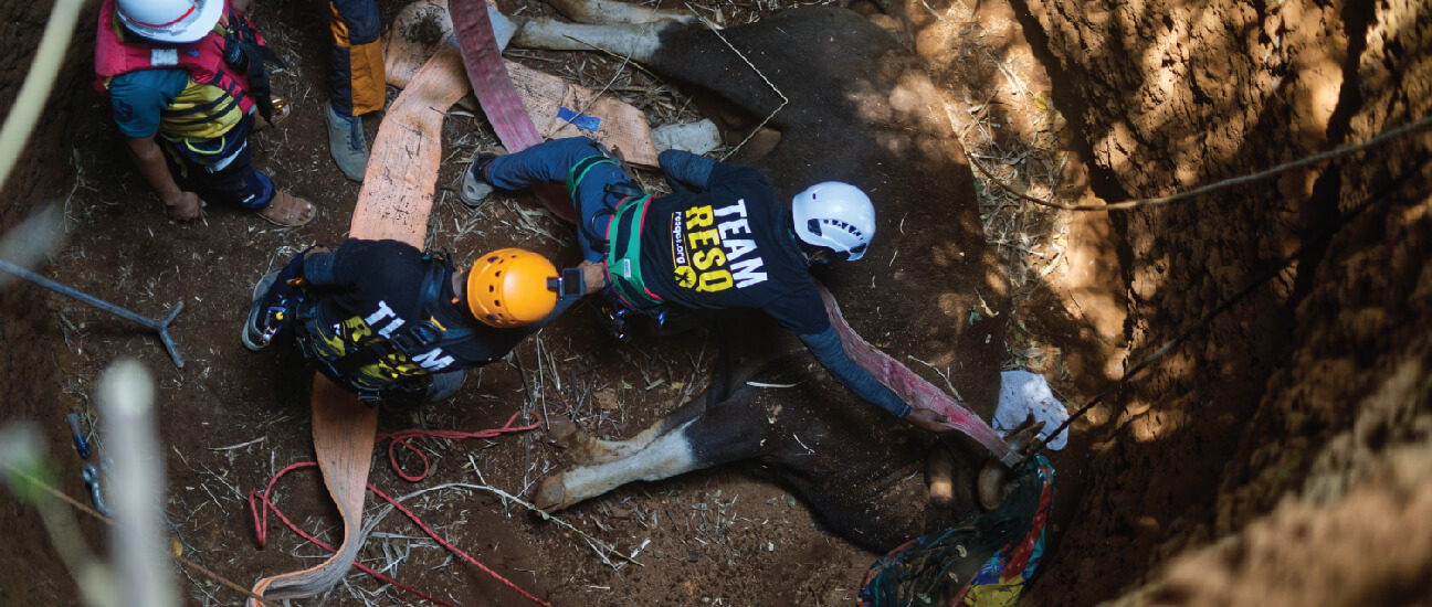 RESQ Team rescuing Gaur or Indian Bison after it fell in a well 