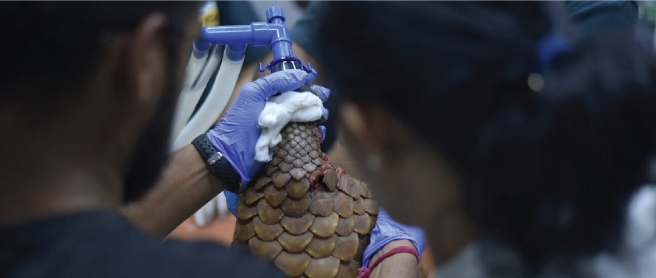 Indian Pangolin getting lifesaving treatment from RESQ vets 