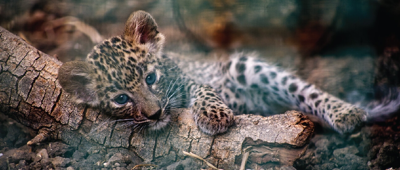 Indian leopard cub under rehabilitation at RESQ