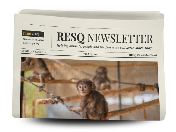 resq newsletter